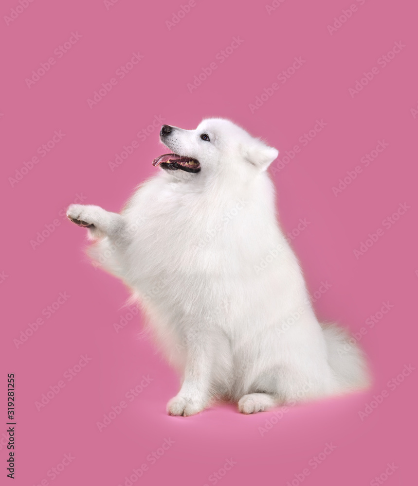 Fototapeta premium Funny Samoyed dog