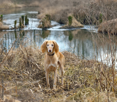 Hunting dog on a rural field background