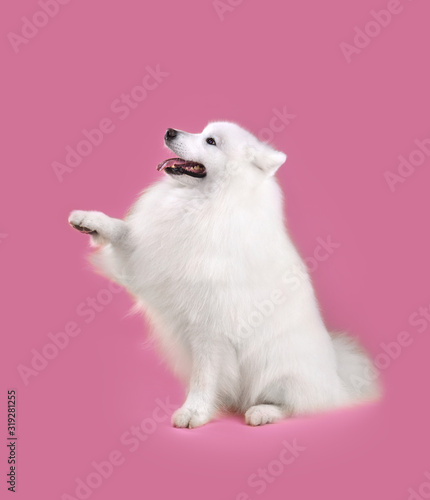 Funny Samoyed dog