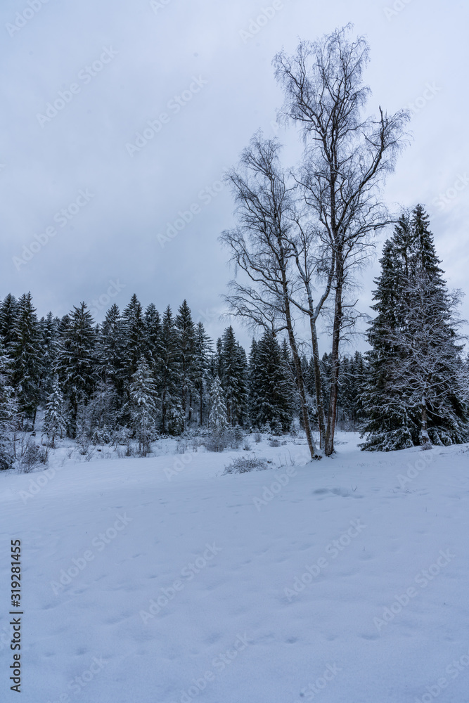 Obraz premium Winterlandschaft mit bedeckten Himmel