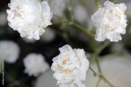 small white flowers on a blurry background