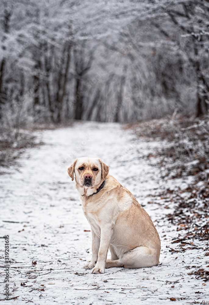 Nice labrador dog in the forest in winter
