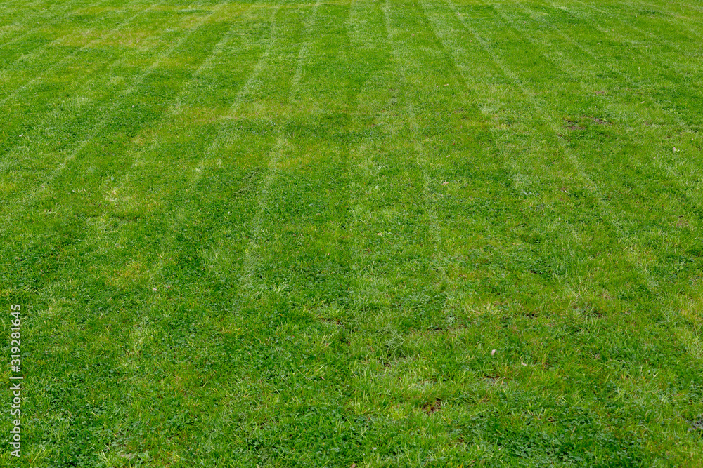 Striped fresh mowed garden lawn in summer Striped fresh mowed garden lawn in summer