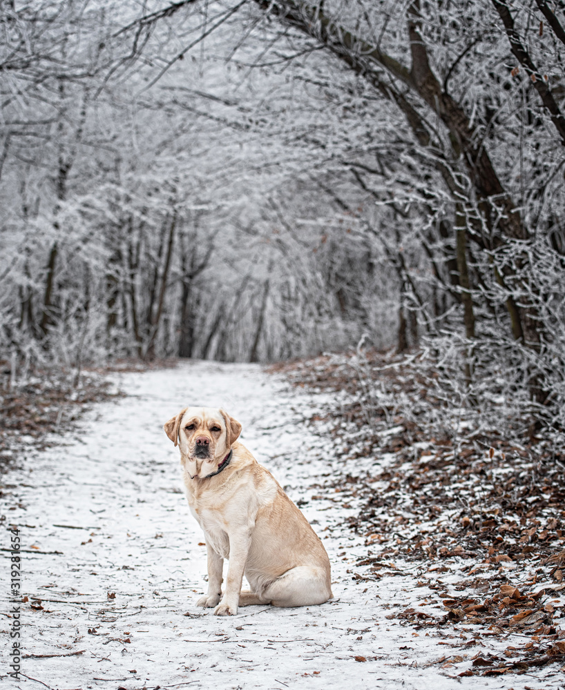 Nice labrador dog in the forest in winter Nice labrador dog in the forest in winter