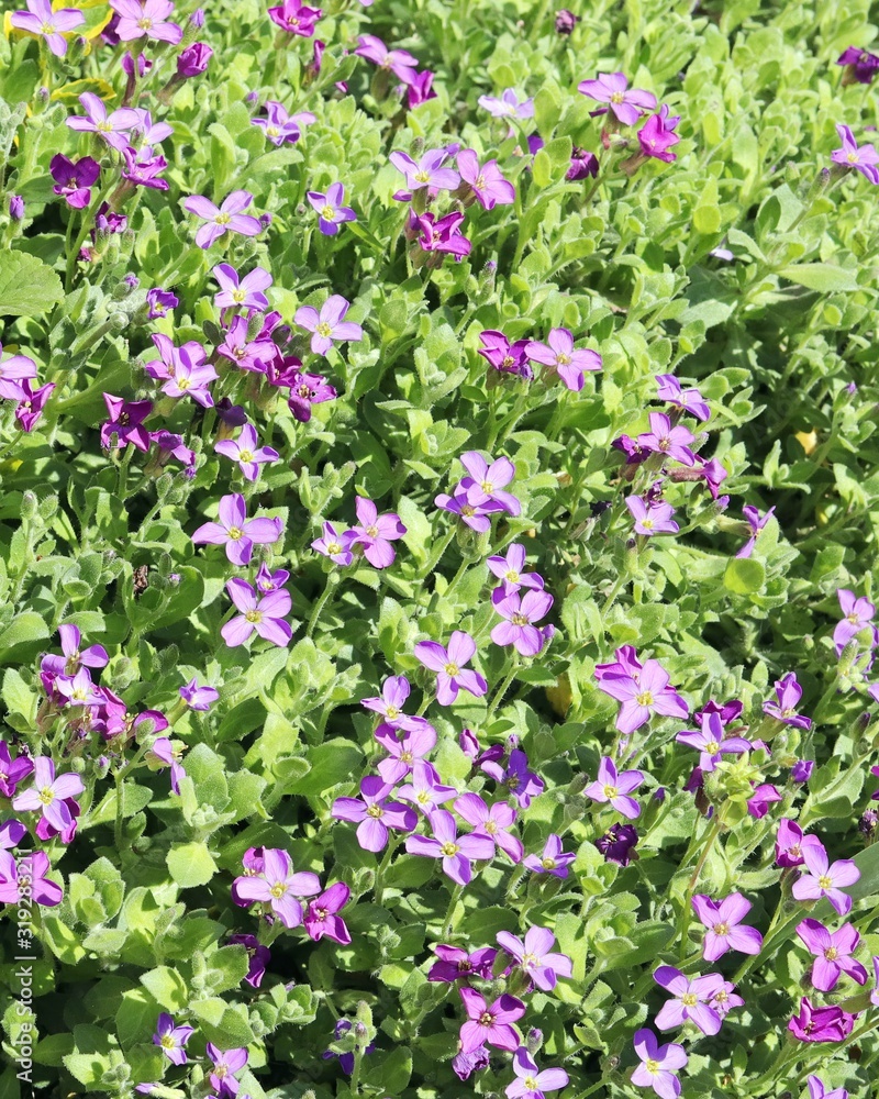 Spring lilac flowers on a background of green meadow, in the natural environment, small plant texture Spring lilac flowers on a background of green meadow, in the natural environment, small plant texture