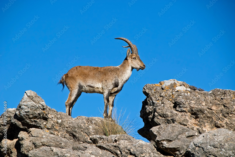 Macho de cabra hispánica pyrenaica sobre la cima, en la sierra de Cazorla, Segura y Las Villas. Macho de cabra hispánica pyrenaica sobre la cima, en la sierra de Cazorla, Segura y Las Villas.