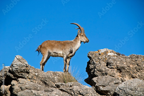 Macho de cabra hispánica pyrenaica sobre la cima, en la sierra de Cazorla, Segura y Las Villas.