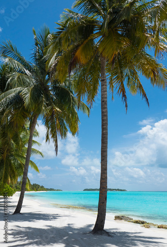 Maldives Coral Beach With Palm Tree. Beach on the tropical island. Clear blue water  sand and palm trees. Beautiful vacation spot  treatment and aquatics. Palm trees background. Tropical vacation.