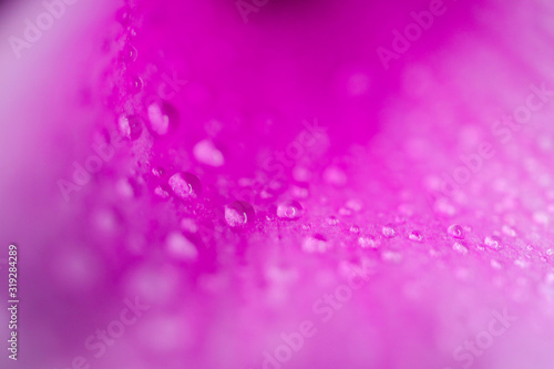 water drops on a purple macro petal as a background