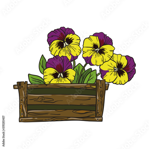 Pansies flowers in a box. Vector illustration