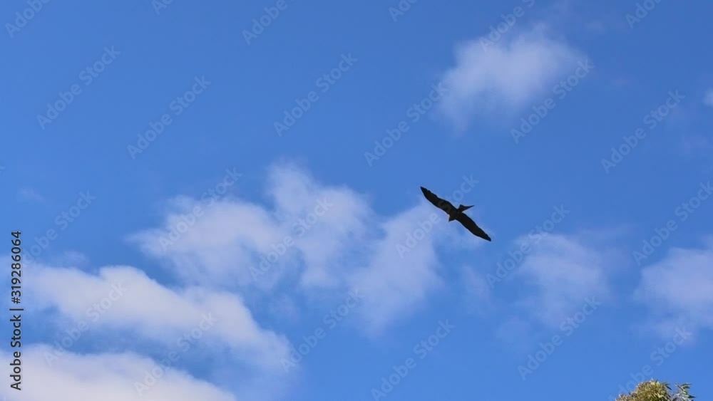 a Wedge-tailed Eagle, Aquila audax, , with brown feathers flies against the blue sky. Desert Park at Alice Springs, Northern Territory, Central Australia. Seen from below. a Wedge-tailed Eagle, Aquila audax, , with brown feathers flies against the blue sky. Desert Park at Alice Springs, Northern Territory, Central Australia. Seen from below.