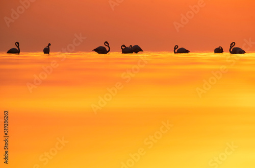 Greater Flamingos preening  at Asker coast against beautiful hue  Bahrain