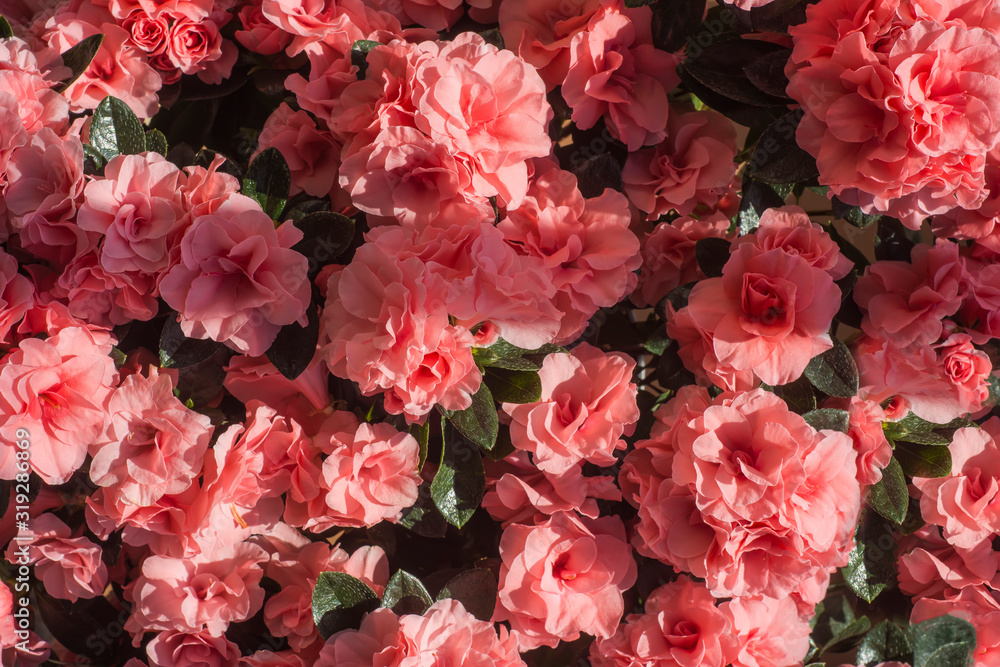 Azalea japonica pink flowers ( Rhododendron ) Azalea japonica pink flowers ( Rhododendron )
