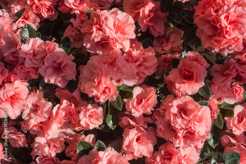 Azalea japonica pink flowers   Rhododendron  