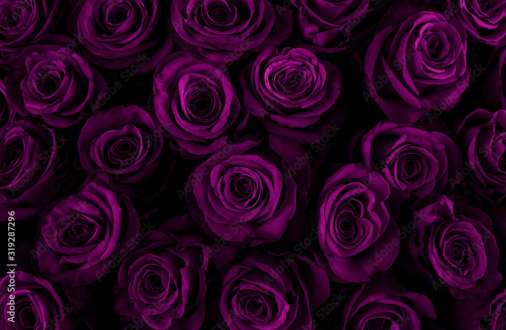 Beautiful purple roses background. Color of the holiday. Gift to a ...