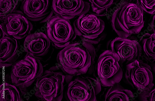 Beautiful purple roses background. Color of the holiday. Gift to a woman. Deep purple color.