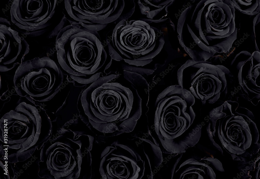 Obraz premium Piękne czarne róże. tło kwiatowy #319287471 - Kwiaty - Obraz  premium