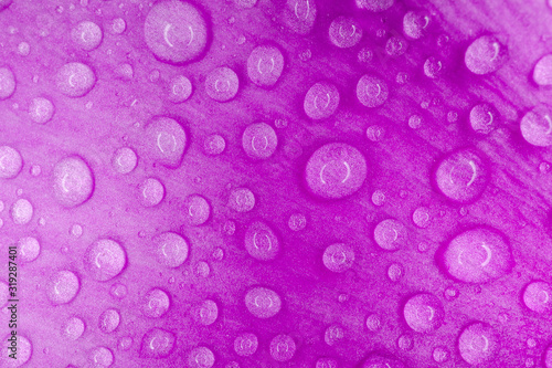 water drops on a purple macro petal as a background
