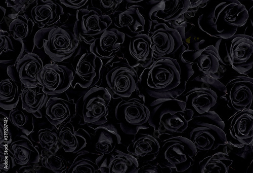 Beautiful black roses. floral background