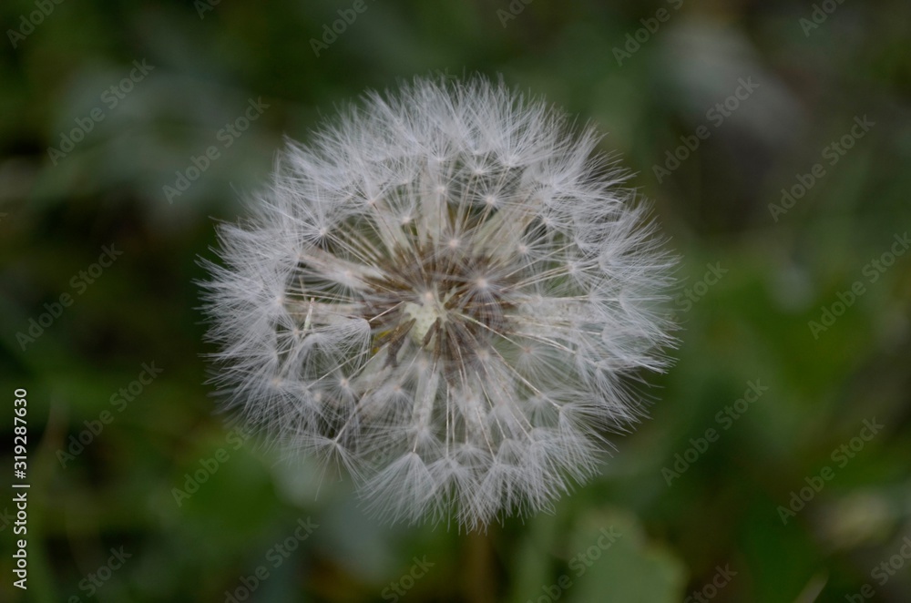 Fluffy white dandelion in green grass in summer. Fluffy white dandelion in green grass in summer.