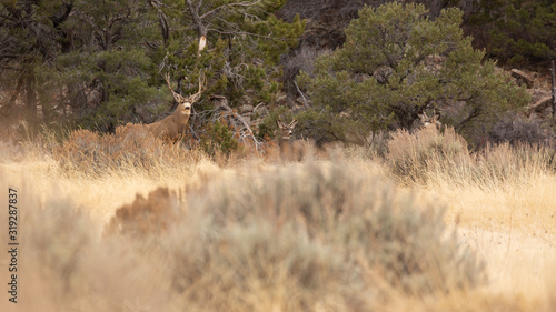 A few mule deer bucks watch for danger from the edge of a winter browned meadow in front of juniper and pinyon pine trees.
