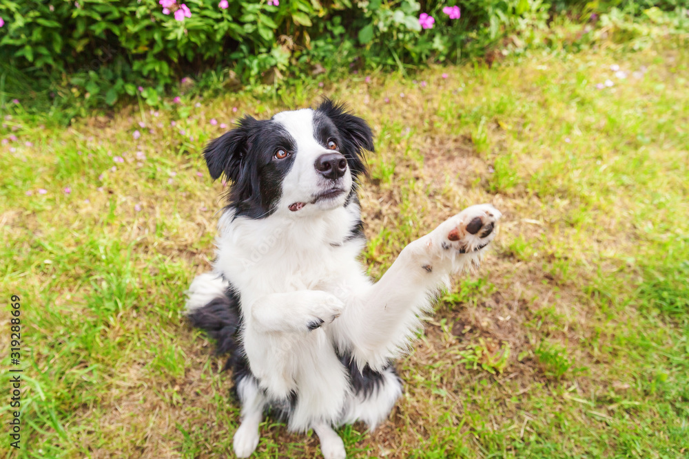 Outdoor portrait of cute smilling puppy border collie sitting on grass flower background. New lovely member of family little dog jumping and waiting for reward. Pet care and funny animals life concept Outdoor portrait of cute smilling puppy border collie sitting on grass flower background. New lovely member of family little dog jumping and waiting for reward. Pet care and funny animals life concept