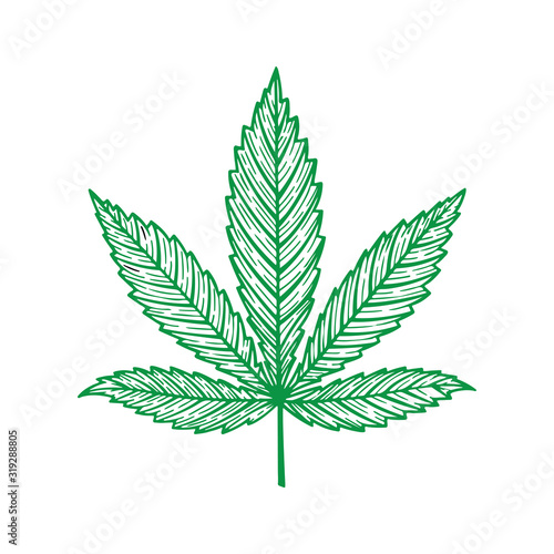 Cannabis. Hemp leaf hand drawn vector illustration isolated on white background. Marijuana leaf sketch drawing graphic. Part of set.