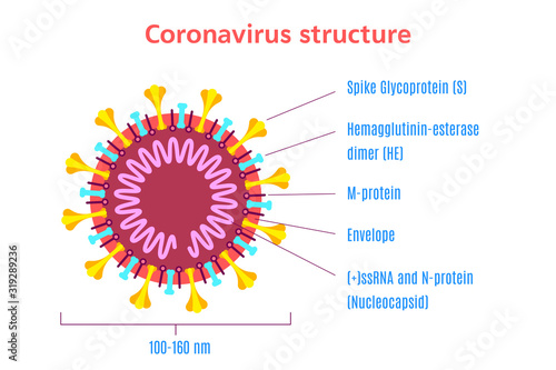 Coronavirus virion structure diagram. Stock vector illustration.