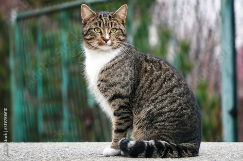 A gray striped cat with a white breast and green eyes sits on the asphalt and looks intently at the camera against the background of greenery and a fence. photo