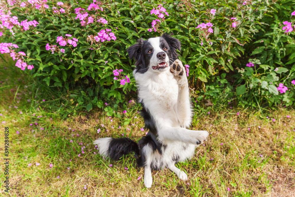 Outdoor portrait of cute smilling puppy border collie sitting on grass flower background. New lovely member of family little dog jumping and waiting for reward. Pet care and funny animals life concept