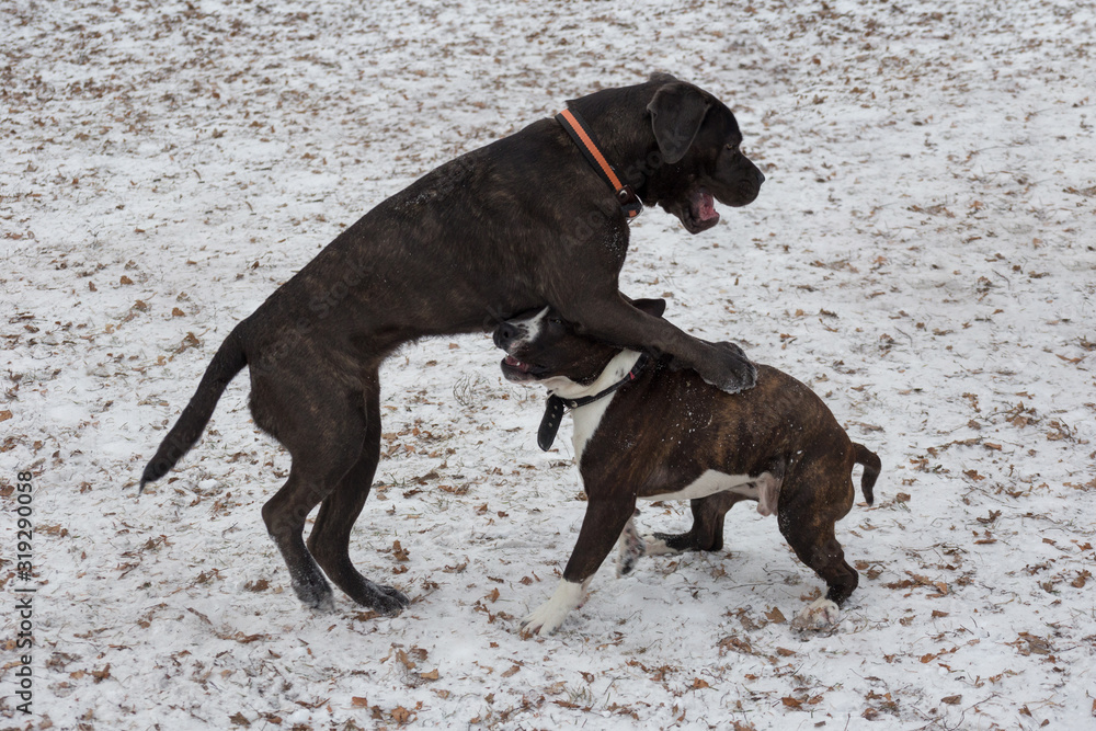 Italian mastiff puppy and amstaff puppy are playing in the winter park. Pet animals.