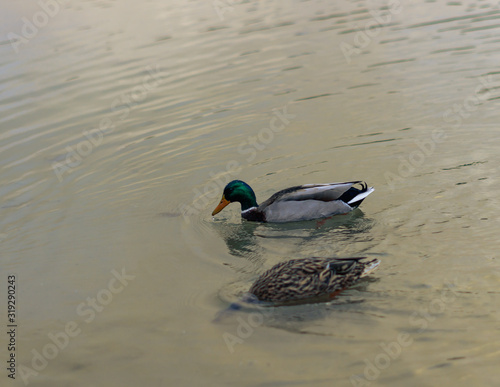Patos nadando en un estanque © RayArt