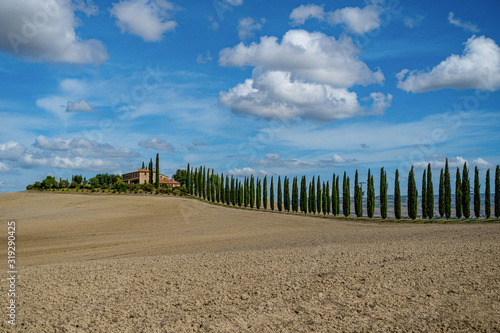 Cypress Trees rows on road, beautiful landscape of Tuscany, Italy, Europe.