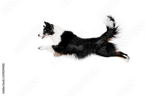 Fotografia border collie dog a magnificent jump on a white background dog tricks