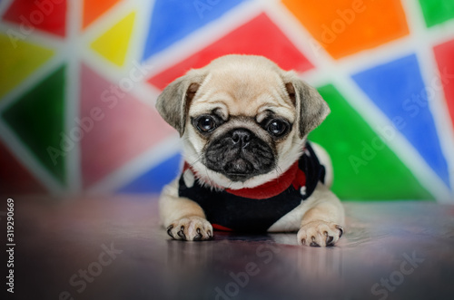 Fototapeta Naklejka Na Ścianę i Meble -  pug puppy cute kid bright photo beautiful portrait