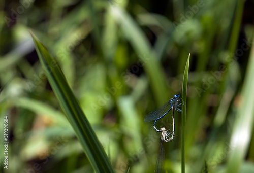 dragonfly in love valentine heart