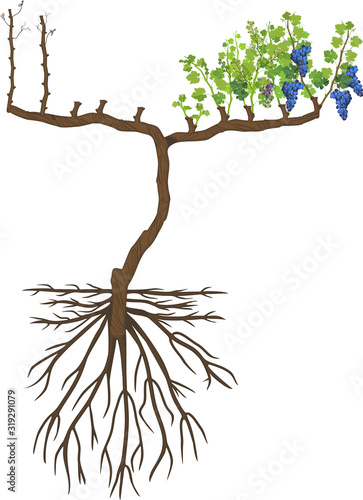 Grape pruning scheme: spur pruned. General view of grape vine plant with root system isolated on white background in dormant and growing season