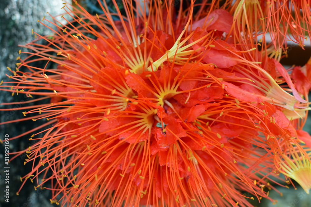 Red hedgehog flower in the garden Red hedgehog flower in the garden
