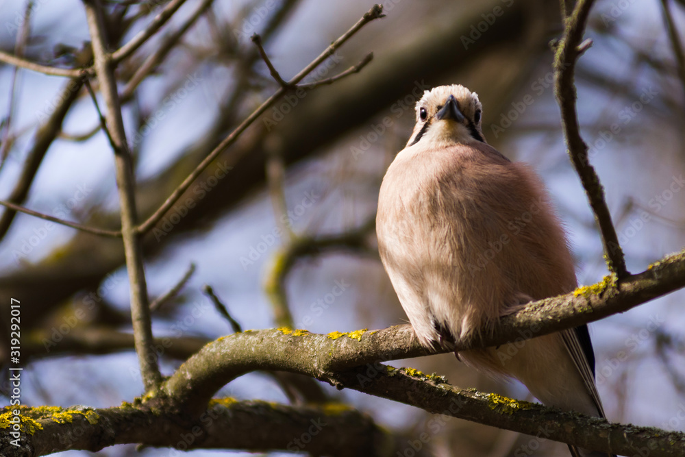 Naklejka premium Close-up photo of ruffled bird Garrulus Glandarius Jay, Caucasian Eurasian Jay, sitting on the branch of a tree in park in springtime.