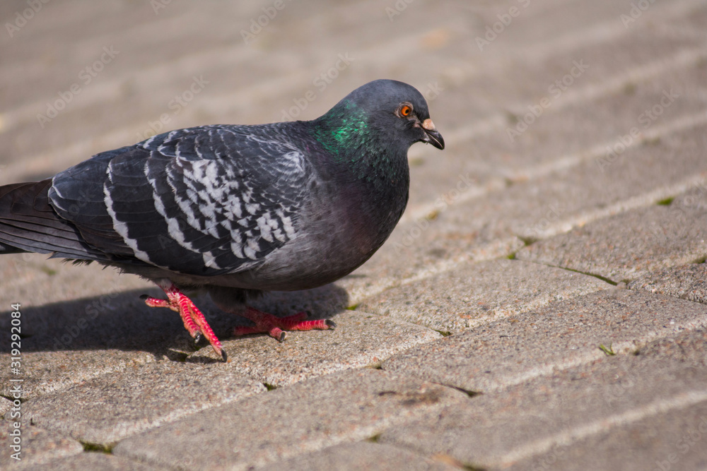 Photo of a pigeon Columba Livia, walking down the sidewalk at the sunny day. Pigeon tries to find something edible. Urban birds and animals. Photo of a pigeon Columba Livia, walking down the sidewalk at the sunny day. Pigeon tries to find something edible. Urban birds and animals.