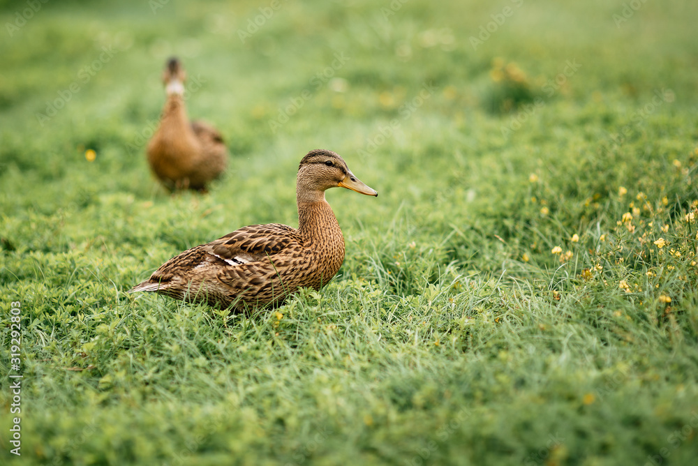 duck on the river, bird on the lake duck on the river, bird on the lake
