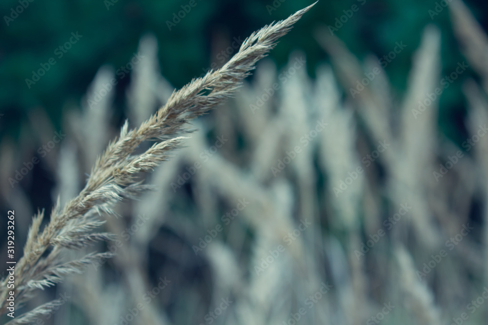 Dry grass in the foreground, autumn field, defocused, abstract natural background Dry grass in the foreground, autumn field, defocused, abstract natural background