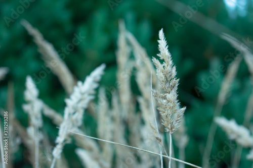 Dry grass in the foreground  autumn field  defocused  abstract natural background