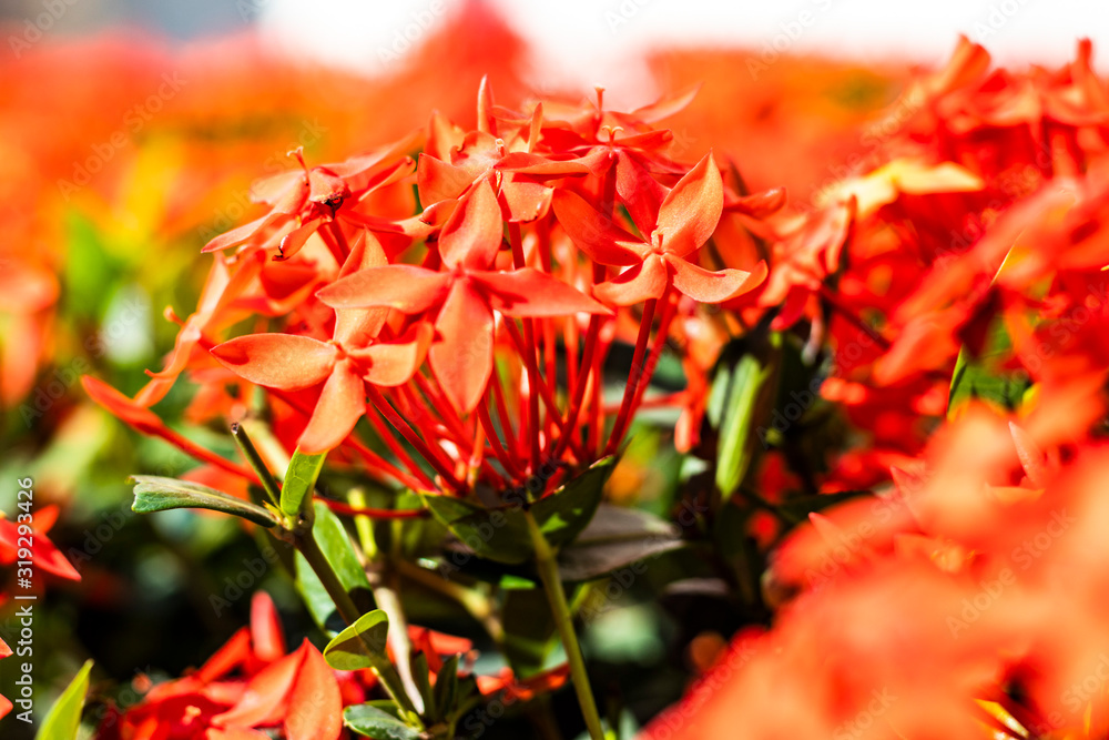 Fields of small orange flowers with their leaves, focus in front and blurred background, colorful horizontal image