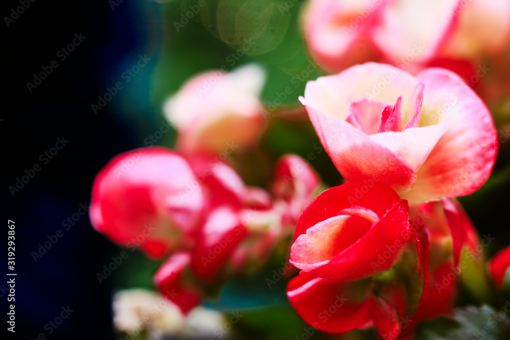 Photograph of crown of thorns flowers in beautiful natural sunlight. There is selective focus in use that causes the background to be blurry. Perfect for adding text or other content. Photograph of crown of thorns flowers in beautiful natural sunlight. There is selective focus in use that causes the background to be blurry. Perfect for adding text or other content.