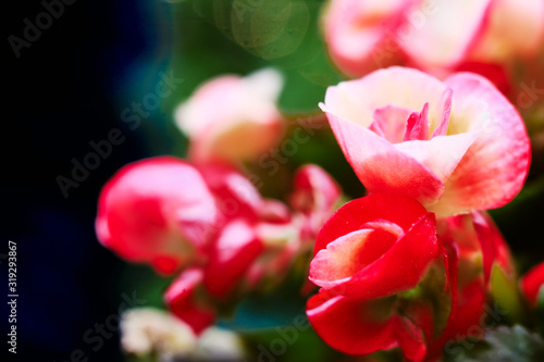 Photograph of crown of thorns flowers in beautiful natural sunlight. There is selective focus in use that causes the background to be blurry. Perfect for adding text or other content.