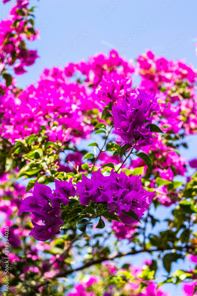 Portrait on pink bougainvillea flowers and its green foliage, blue sky in the background in sunlight, front focus and vertical image