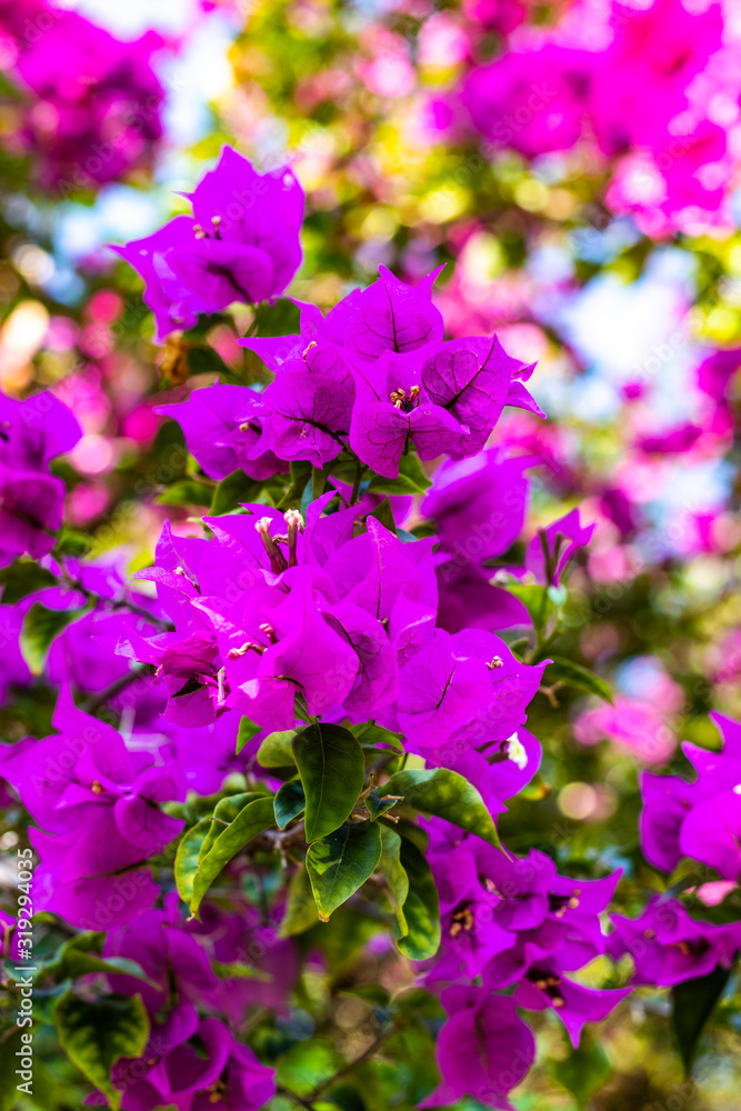 Extreme close up on pink and purple bougainvillea flowers and its green foliage with sunlight, front focus and blurred background, vertical image Extreme close up on pink and purple bougainvillea flowers and its green foliage with sunlight, front focus and blurred background, vertical image