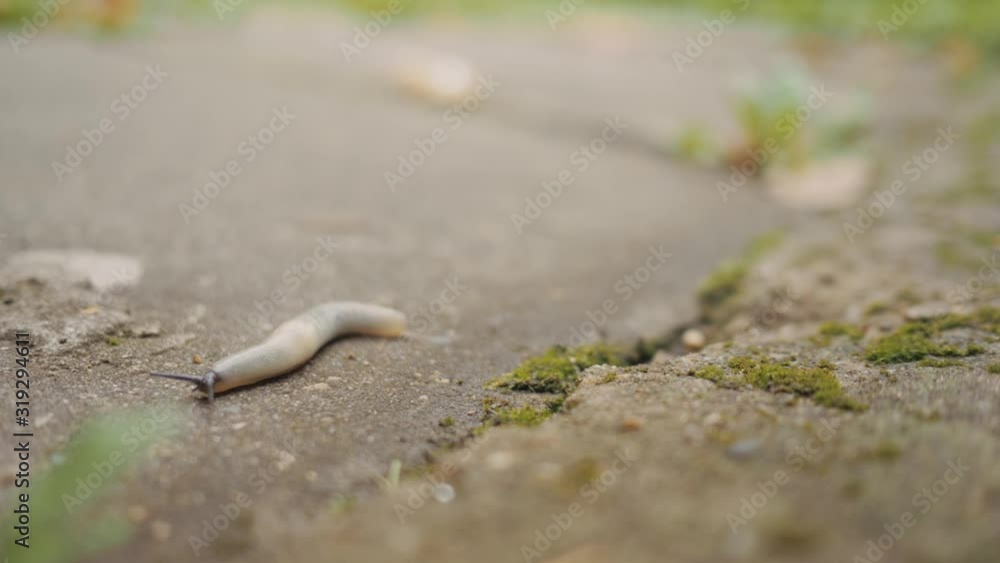 Slug crawling on the asphalt. Concept: the slow movement; slow path to success. Slug crawling on the asphalt. Concept: the slow movement; slow path to success.
