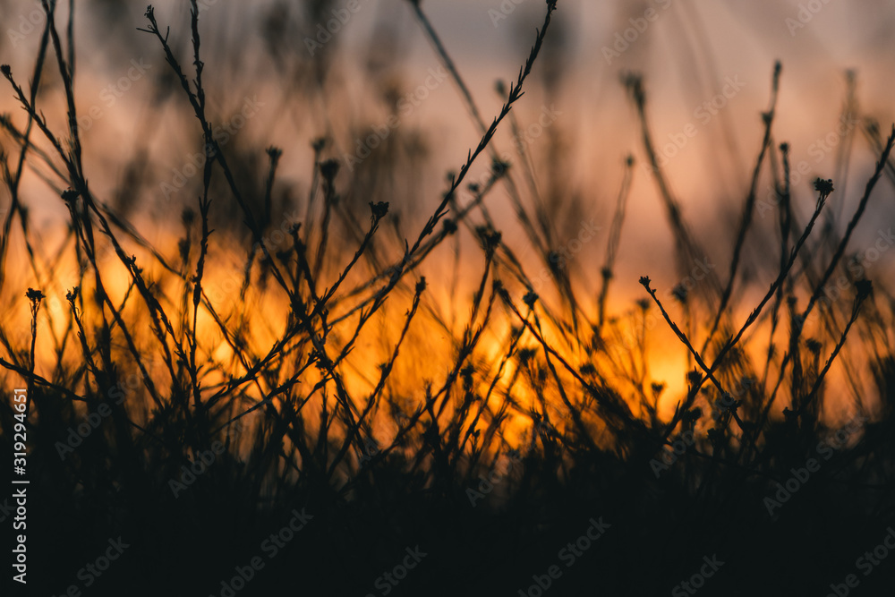 A wallpaper of the grass on a meadow with an orange light of sunset in the background
